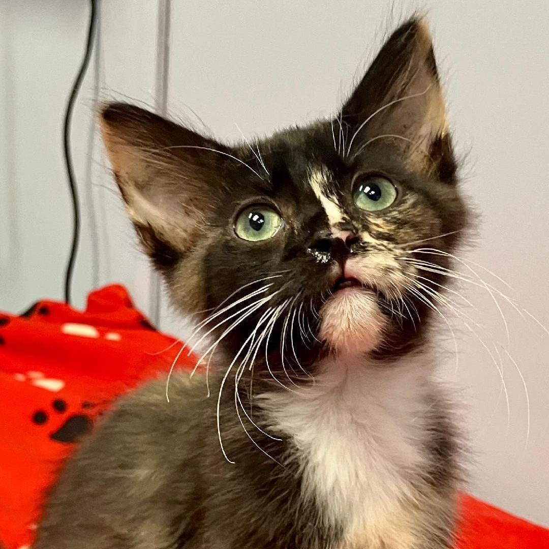 Snickers, ADOPTABLE, Kitten Female Tortoiseshell.
