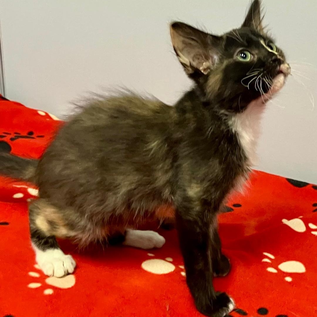 Enlarge Snickers, a ADOPTABLE mixed breed in Gastonia, NC image 3/4