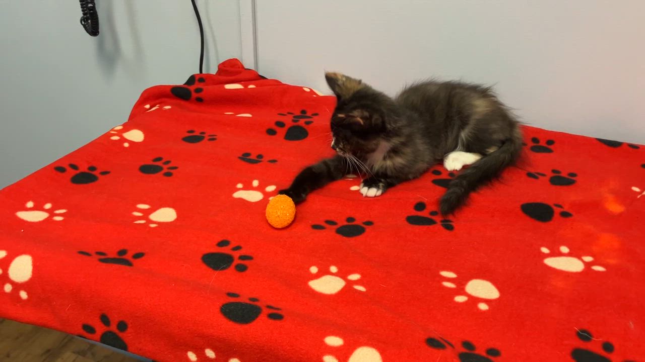 Enlarge Snickers, a ADOPTABLE mixed breed in Gastonia, NC video 4/4
