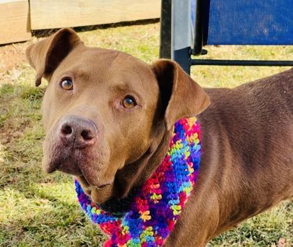 Hank HW+ Fee Waived Fostered, Adoptable, Adult Male Pit Bull Terrier & Mixed Breed.