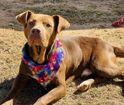 Enlarge Hank $85 Fostered, a Adoptable mixed breed in Seneca, SC image 2/4