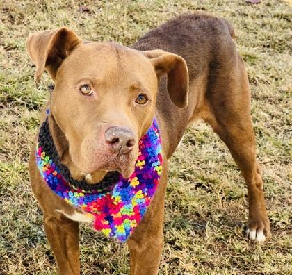 Enlarge Hank $85, a Adoptable mixed breed in Seneca, SC image 3/3