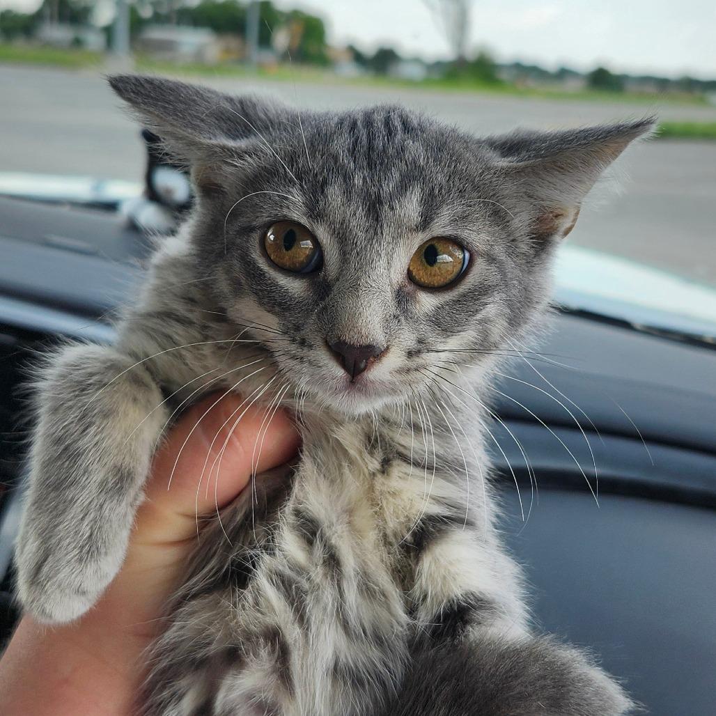 Rabbit, a Adoptable Domestic Short Hair in Greenwood, MO image 1/2