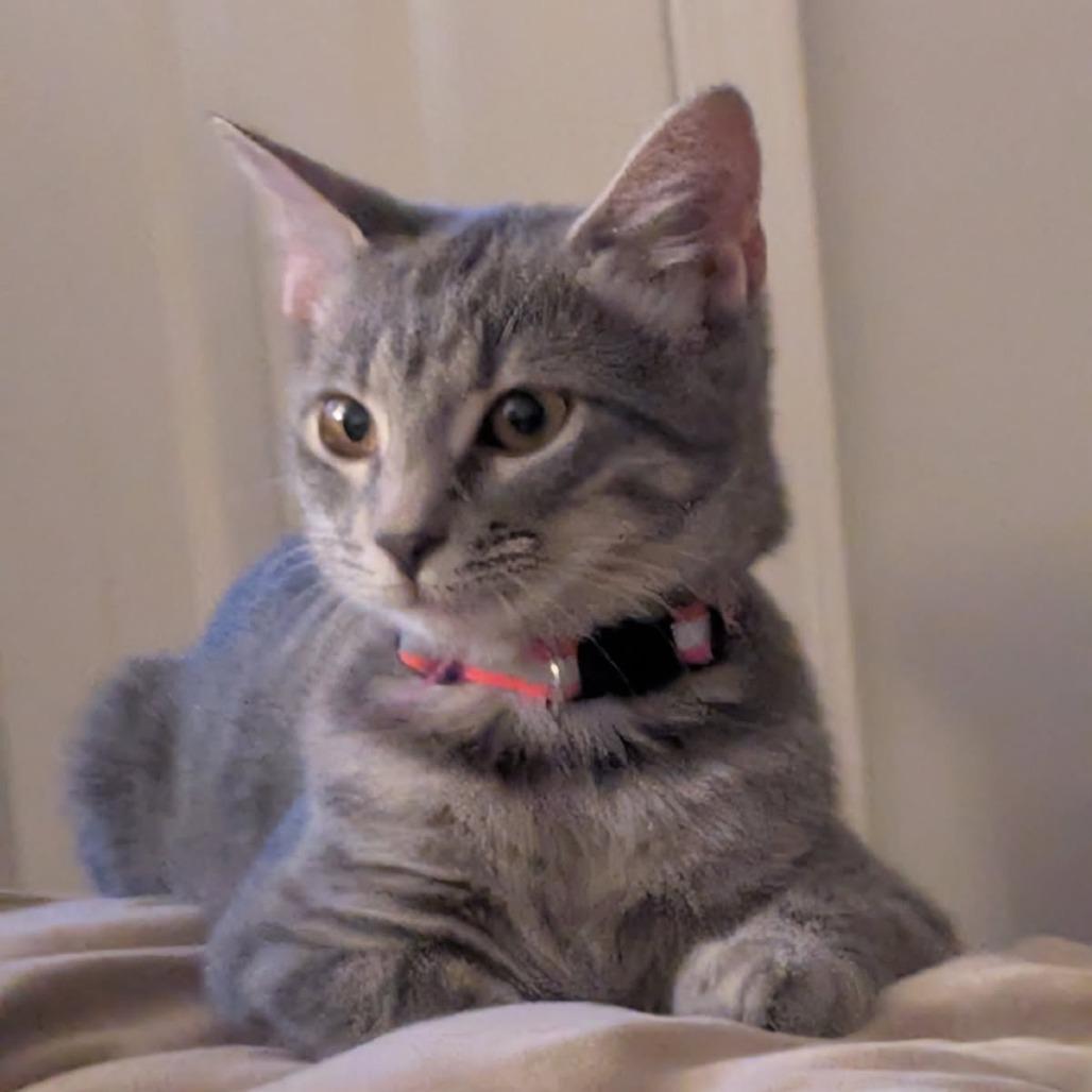 Rabbit, a Adoptable Domestic Short Hair in Greenwood, MO image 2/2