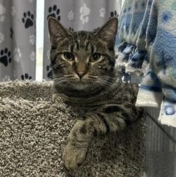 Jake, a Adoptable Domestic Short Hair in Devils Lake, ND image 1/6