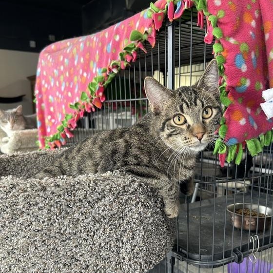 Enlarge Jake, a Adoptable Domestic Short Hair in Devils Lake, ND image 1/2