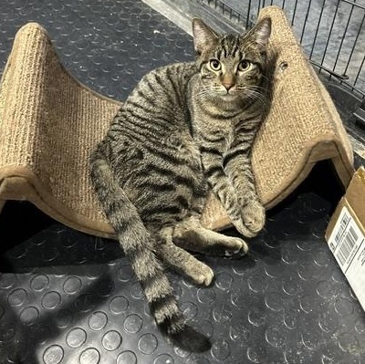 Jake, a Adoptable Domestic Short Hair in Devils Lake, ND image 3/6