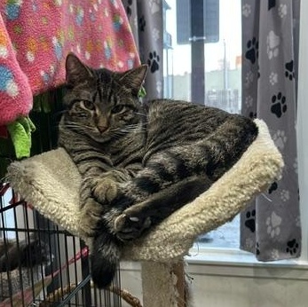 Jake, a Adoptable Domestic Short Hair in Devils Lake, ND image 4/6