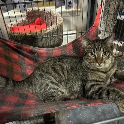 Enlarge Jake, a Adoptable Domestic Short Hair in Devils Lake, ND image 2/2