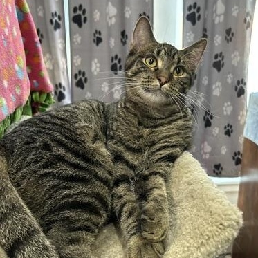 Jake, a Adoptable Domestic Short Hair in Devils Lake, ND image 2/6