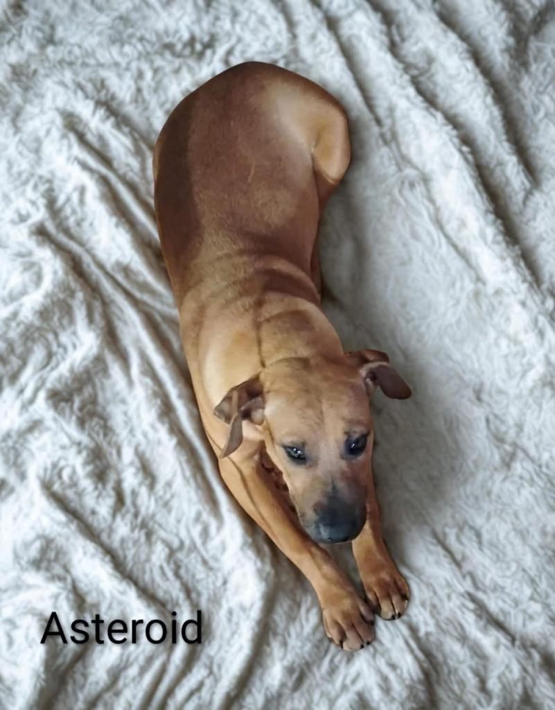 Enlarge Asteroid, a Adoptable Mountain Cur in Indianapolis, IN image 1/2