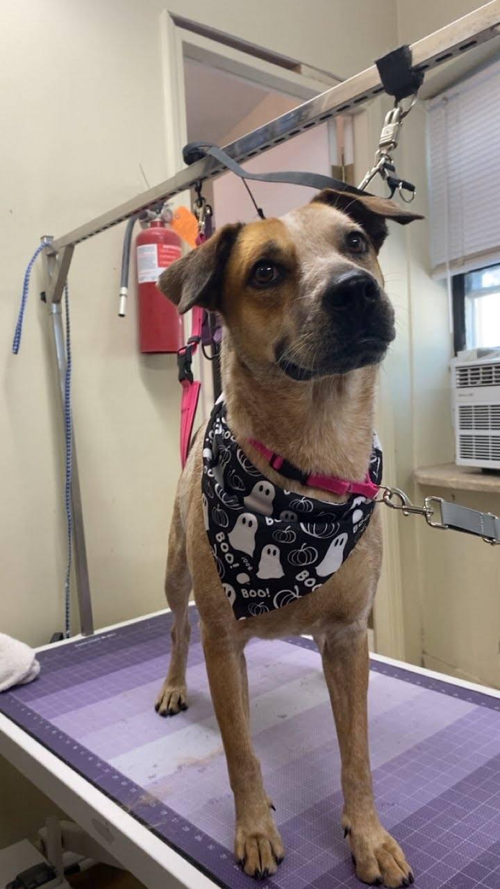 Enlarge Whitney, a Adoptable mixed breed in Kansas City, MO image 2/5