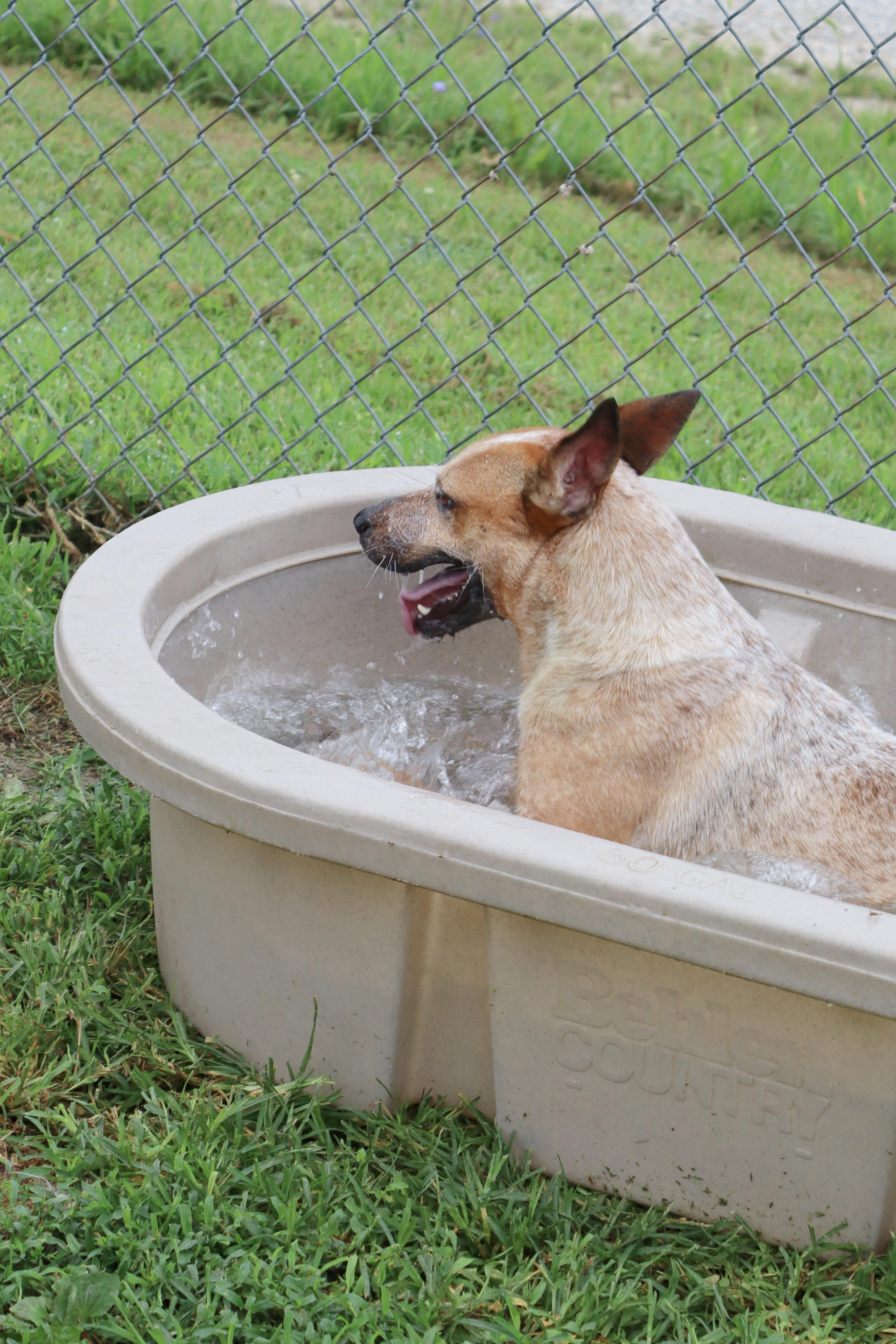 Enlarge Whitney, a Adoptable mixed breed in Kansas City, MO image 3/5