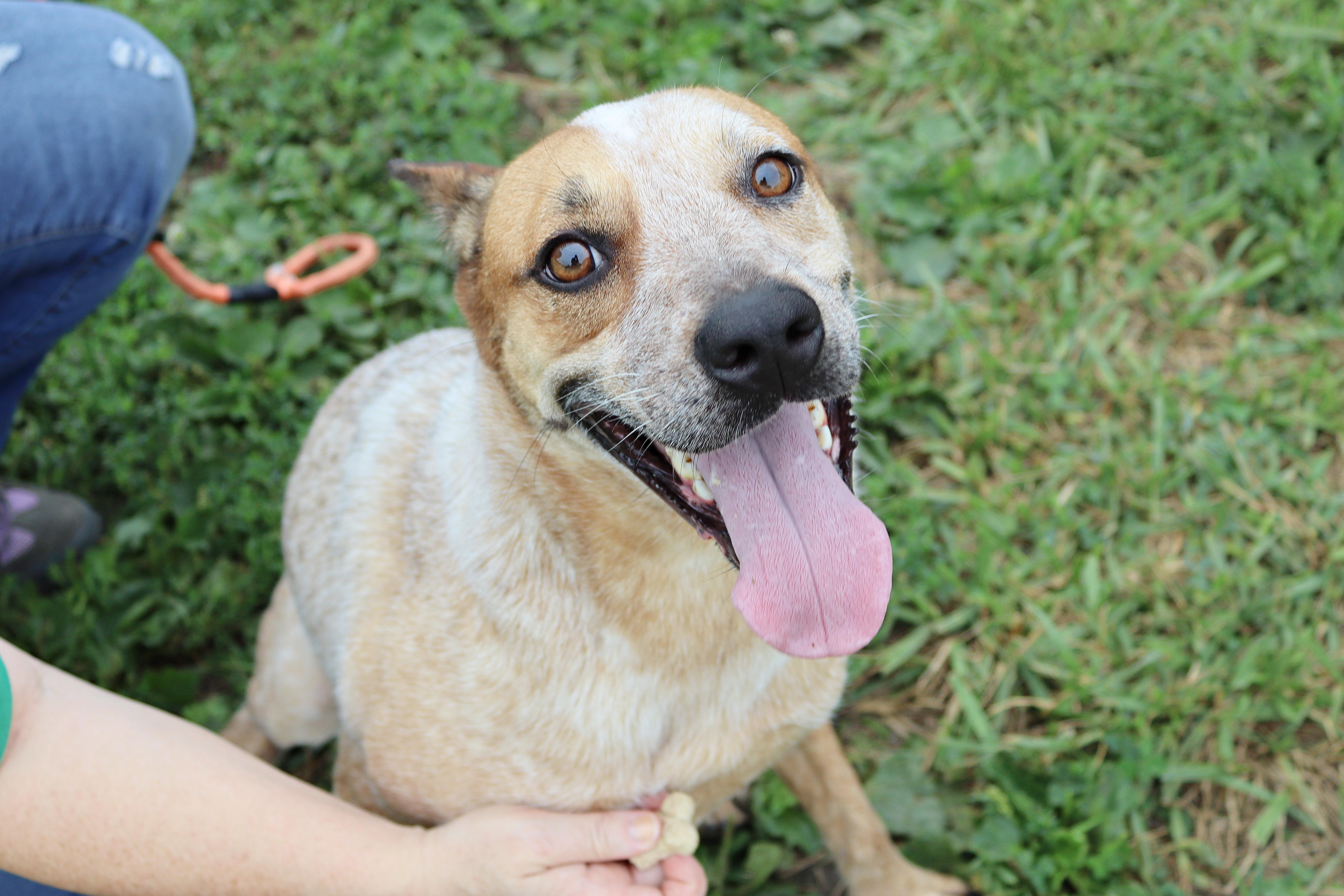 Enlarge Whitney, a Adoptable mixed breed in Kansas City, MO image 1/5