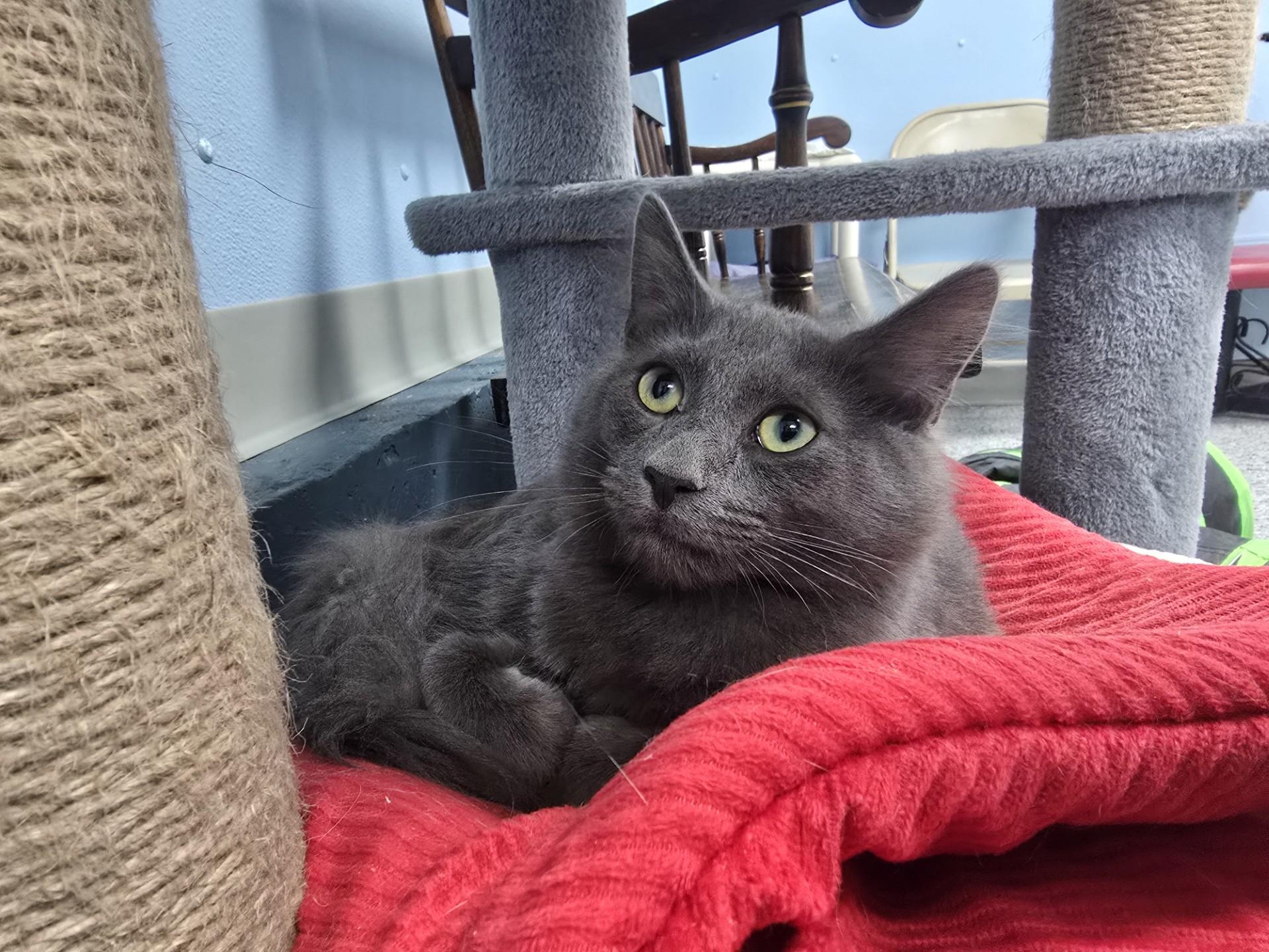 Enlarge Jericho, a ADOPTABLE Domestic Medium Hair in Farmington, MO image 1/1