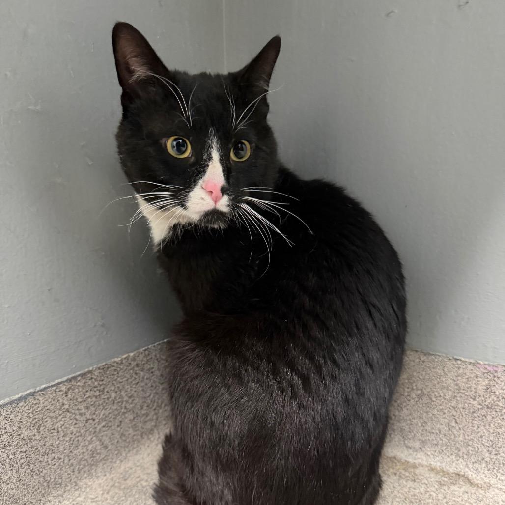 Sir Pounce-A-Lot, a Adoptable Domestic Short Hair in Allentown, PA image 1/3
