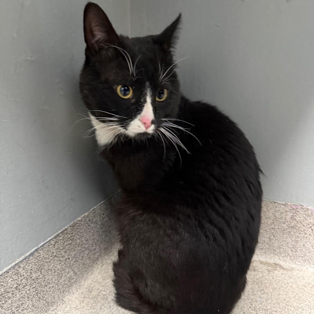 Sir Pounce-A-Lot, a Adoptable Domestic Short Hair in Allentown, PA image 2/3