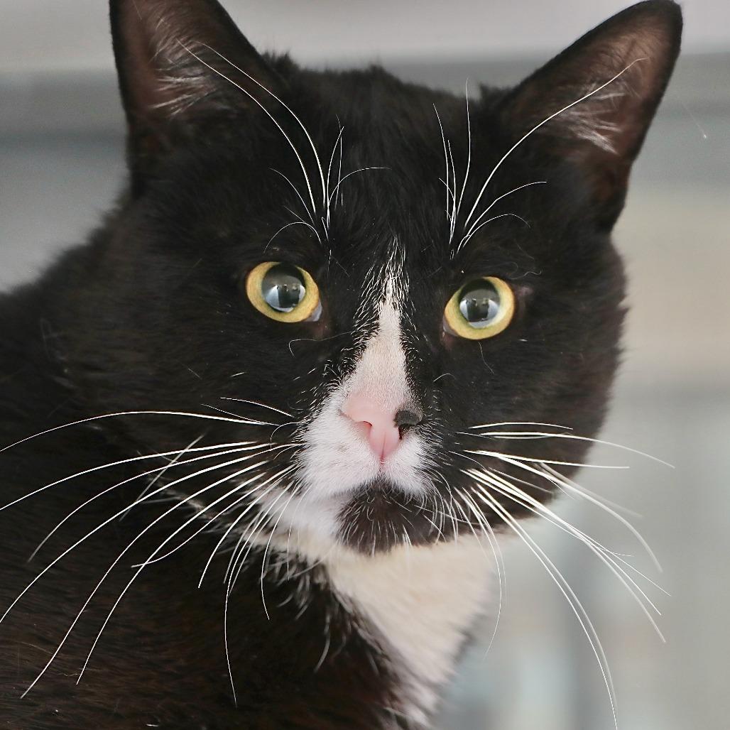 Sir Pounce-A-Lot, a Adoptable Domestic Short Hair in Allentown, PA image 3/3