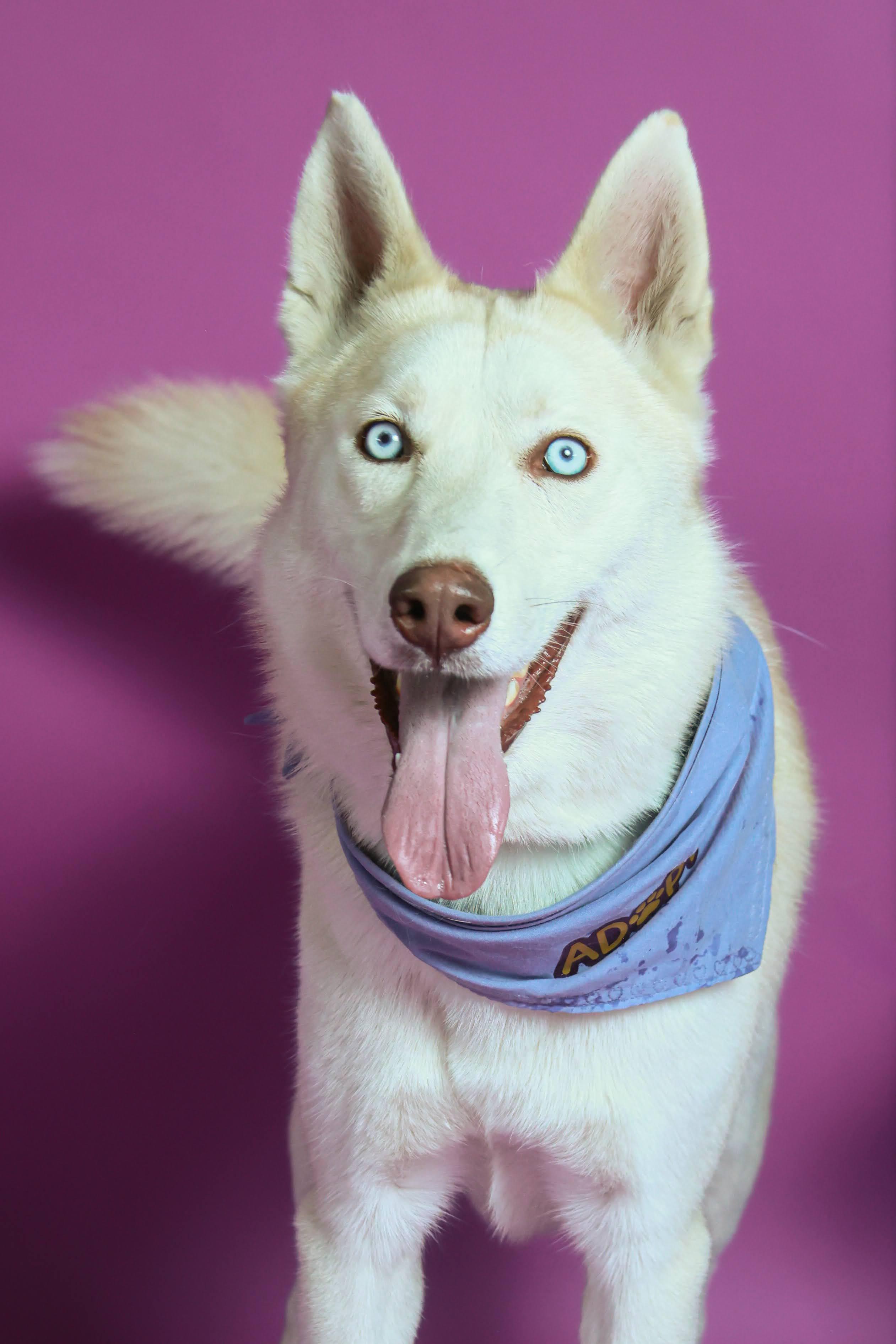 Chatter(92612), ADOPTABLE, Adult Male Husky.