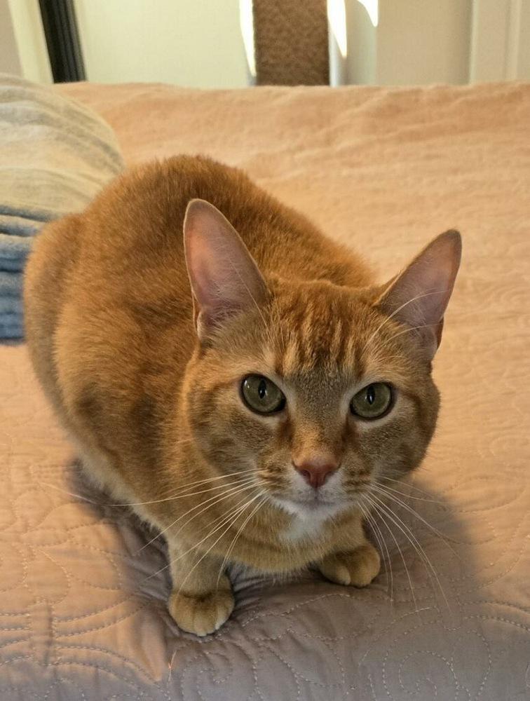 Enlarge Finnigan (Finn), a Adoptable mixed breed in East Greenville, PA image 1/6