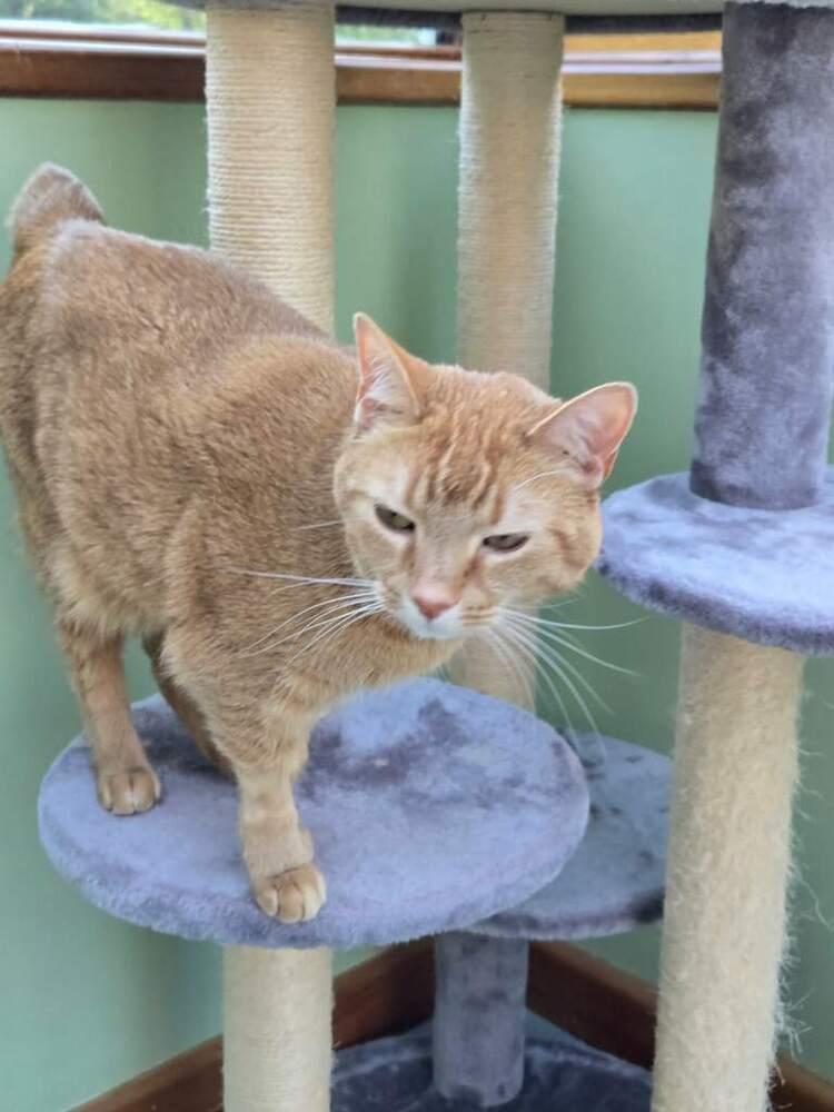 Enlarge Finnigan (Finn), a Adoptable mixed breed in East Greenville, PA image 2/6