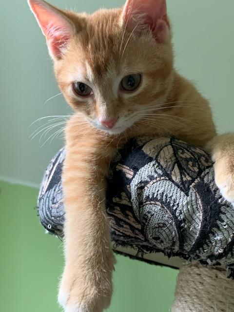 Enlarge Finnigan (Finn), a Adoptable mixed breed in East Greenville, PA image 3/6