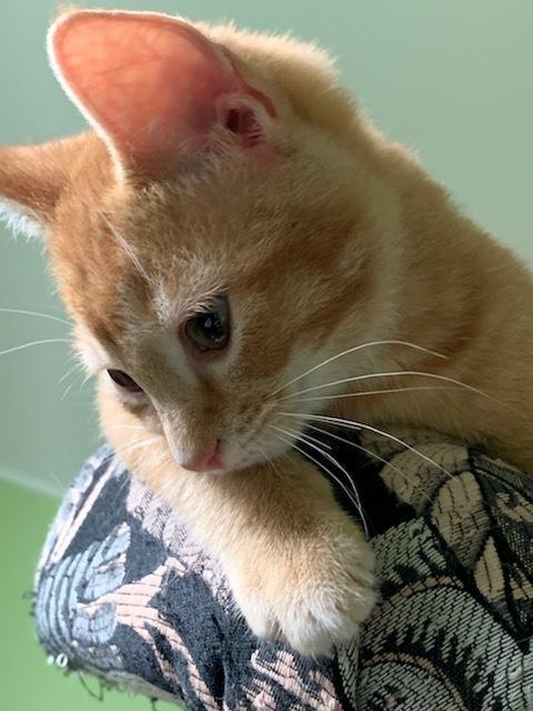 Enlarge Finnigan (Finn), a Adoptable mixed breed in East Greenville, PA image 4/6