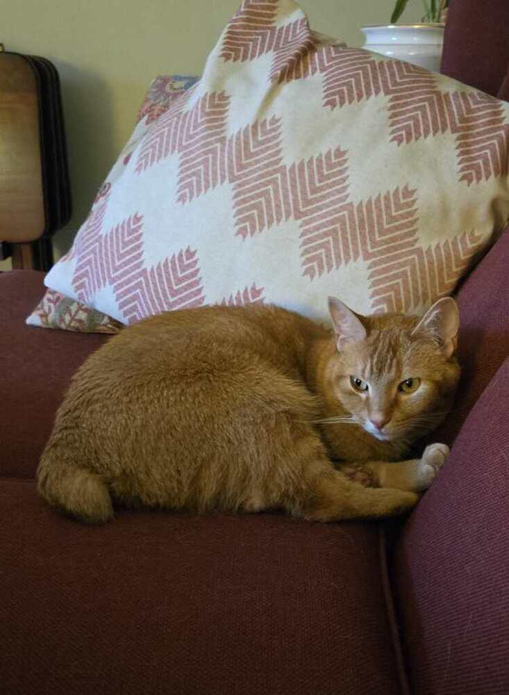 Enlarge Finnigan (Finn), a Adoptable mixed breed in East Greenville, PA image 5/6