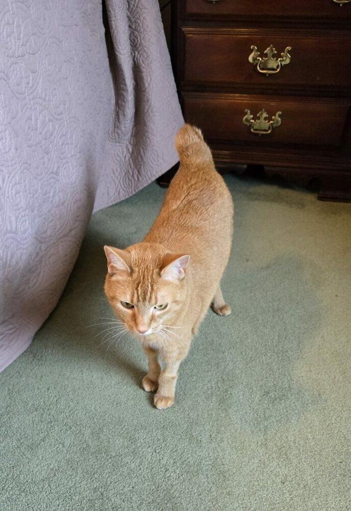 Enlarge Finnigan (Finn), a Adoptable mixed breed in East Greenville, PA image 6/6