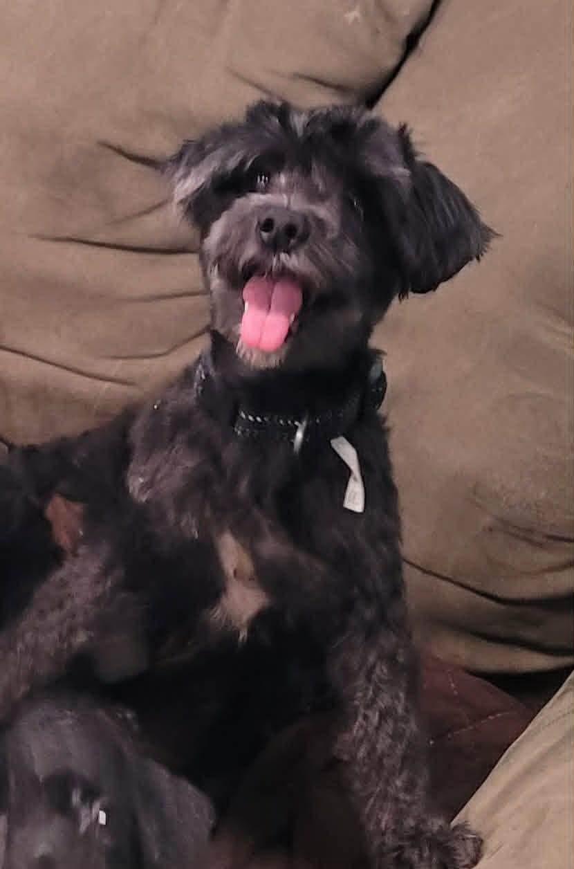 Pixel, Sweet Little Girl, a ADOPTABLE mixed breed in Meriden, CT image 4/4