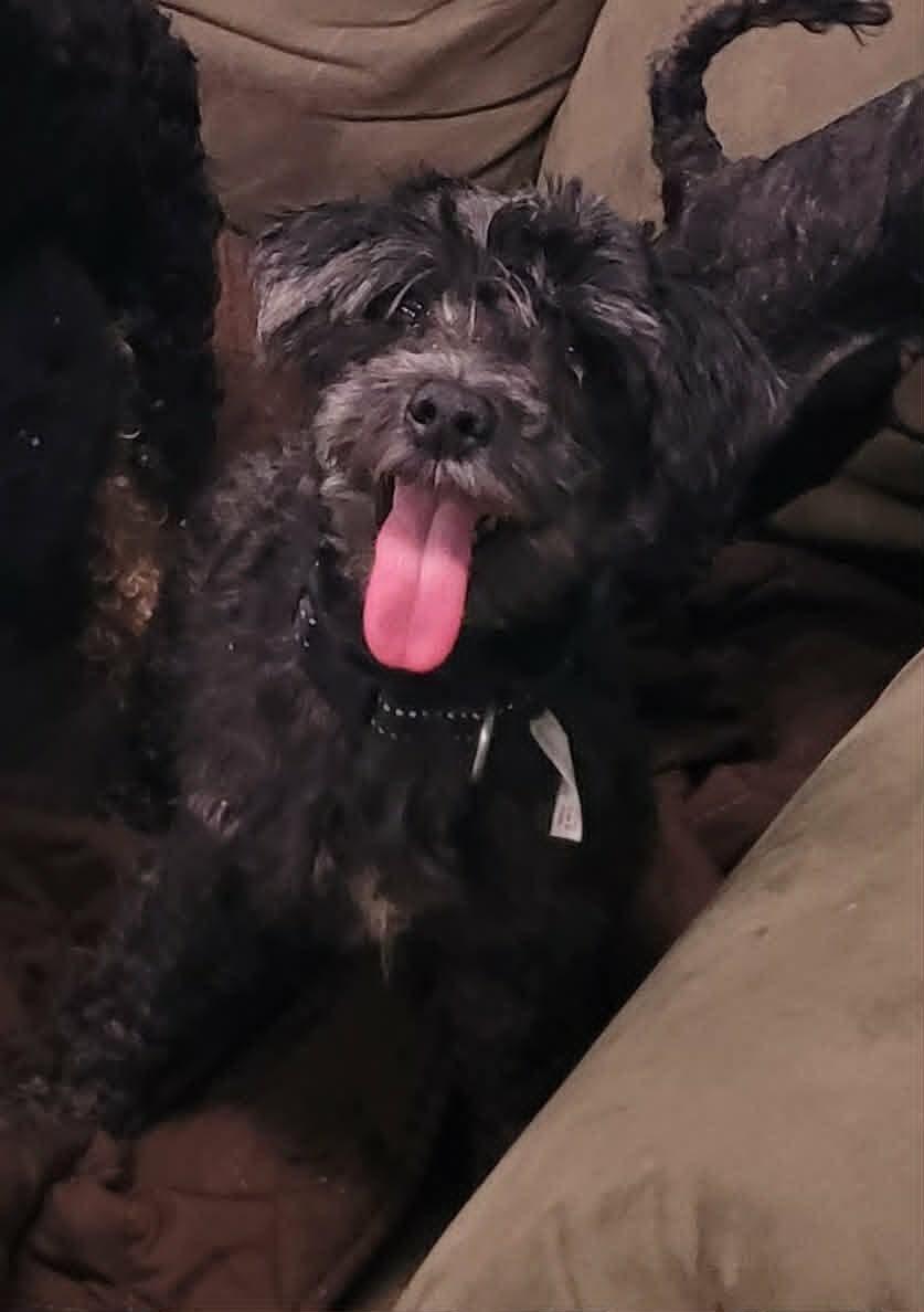 Pixel, Sweet Little Girl, a ADOPTABLE mixed breed in Meriden, CT image 2/4
