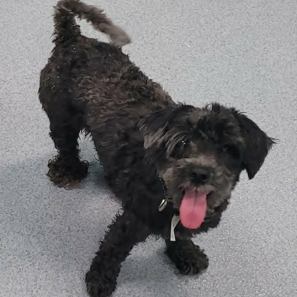Pixel, Sweet Little Girl, a ADOPTABLE mixed breed in Meriden, CT image 1/4