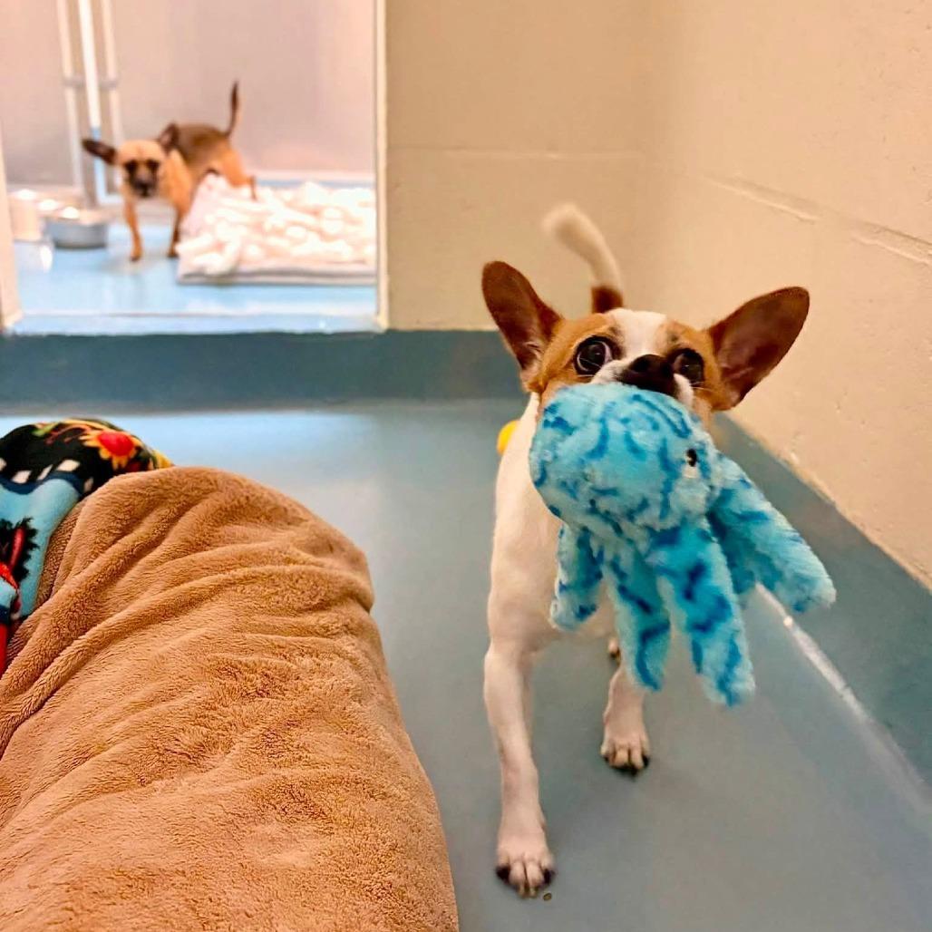 Rocky, Adoptable, Adult Male Chihuahua.