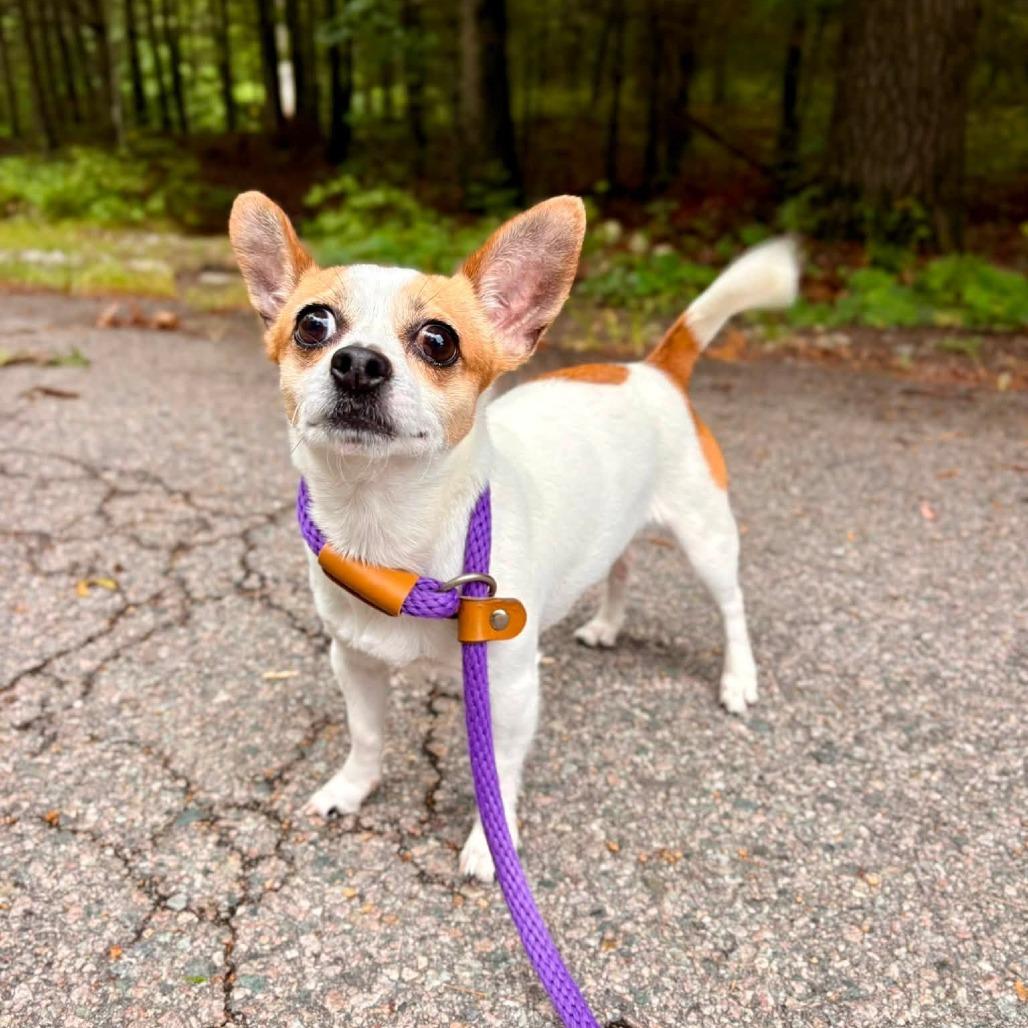 Enlarge Rocky, a Adoptable Chihuahua in Brockton, MA image 2/4