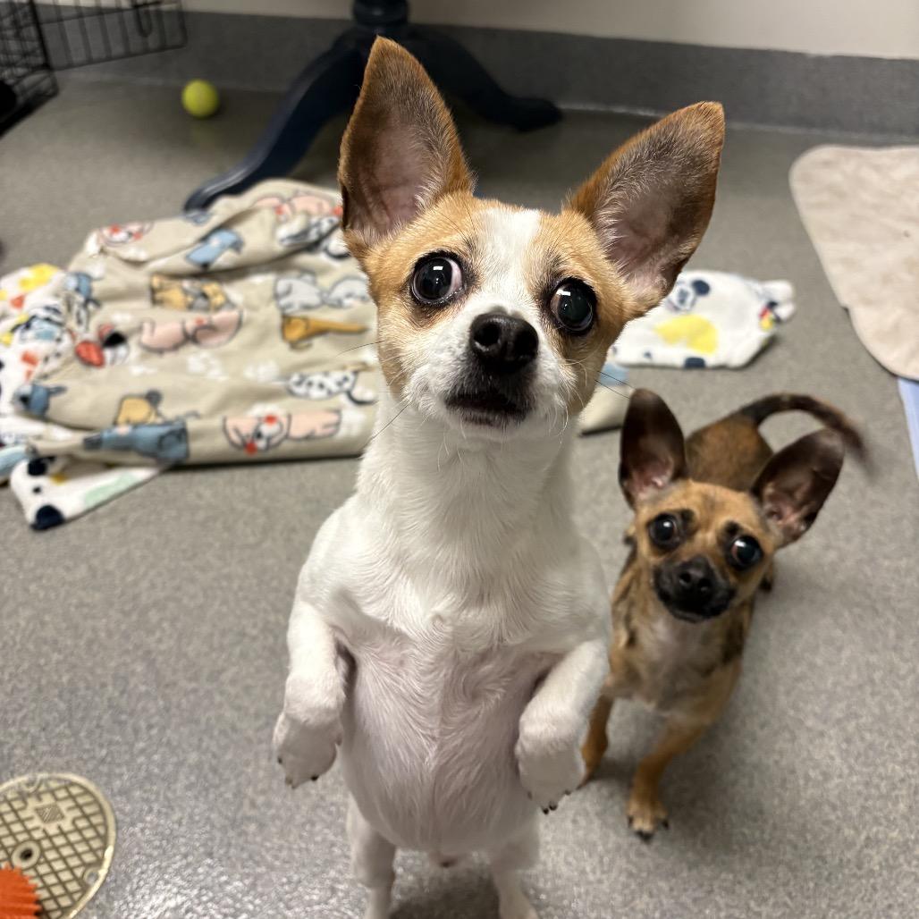 Enlarge Rocky, a Adoptable Chihuahua in Brockton, MA image 3/4