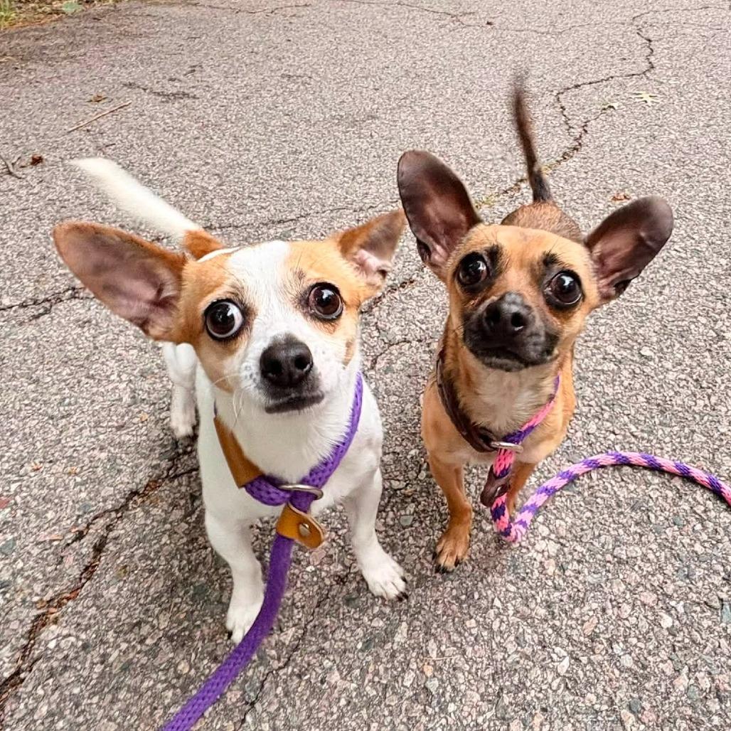 Enlarge Rocky, a Adoptable Chihuahua in Brockton, MA image 4/4