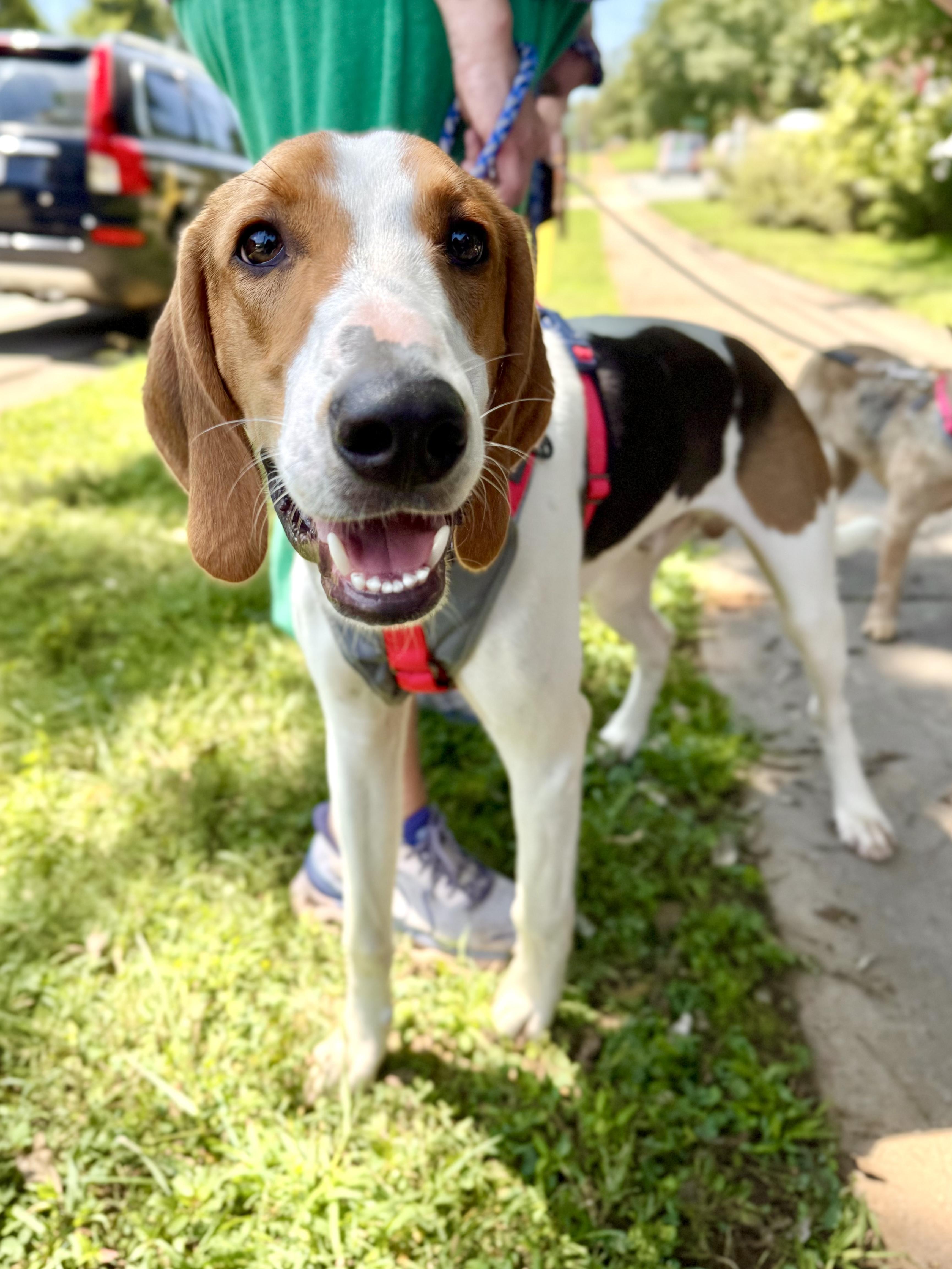 Moonracer, an adoptable Foxhound in Pittsboro, NC, 27312 | Photo Image 1