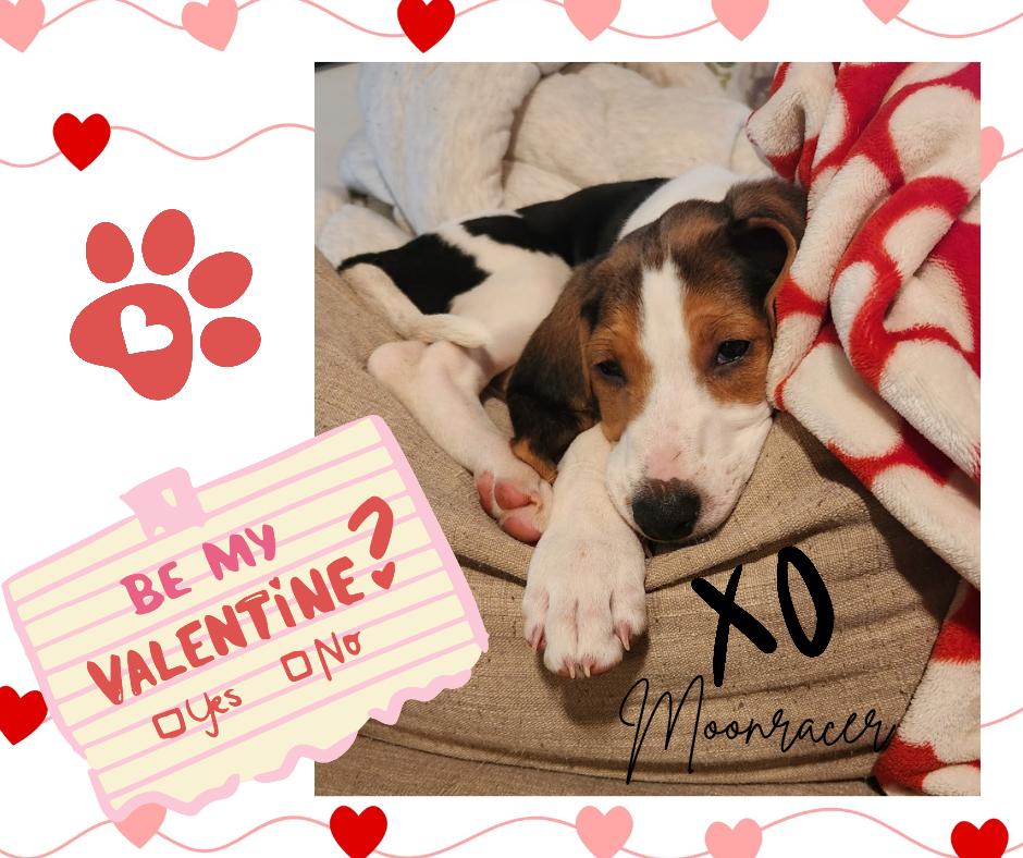 Moonracer, an adoptable Foxhound in Pittsboro, NC, 27312 | Photo Image 4