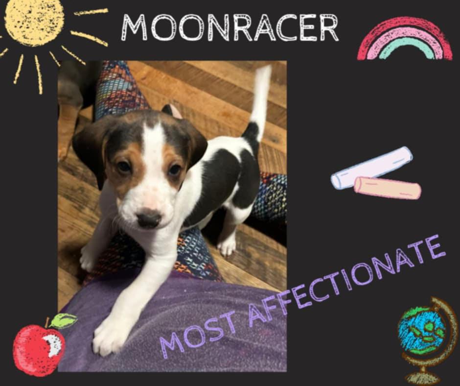 Moonracer, an adoptable Foxhound in Pittsboro, NC, 27312 | Photo Image 5