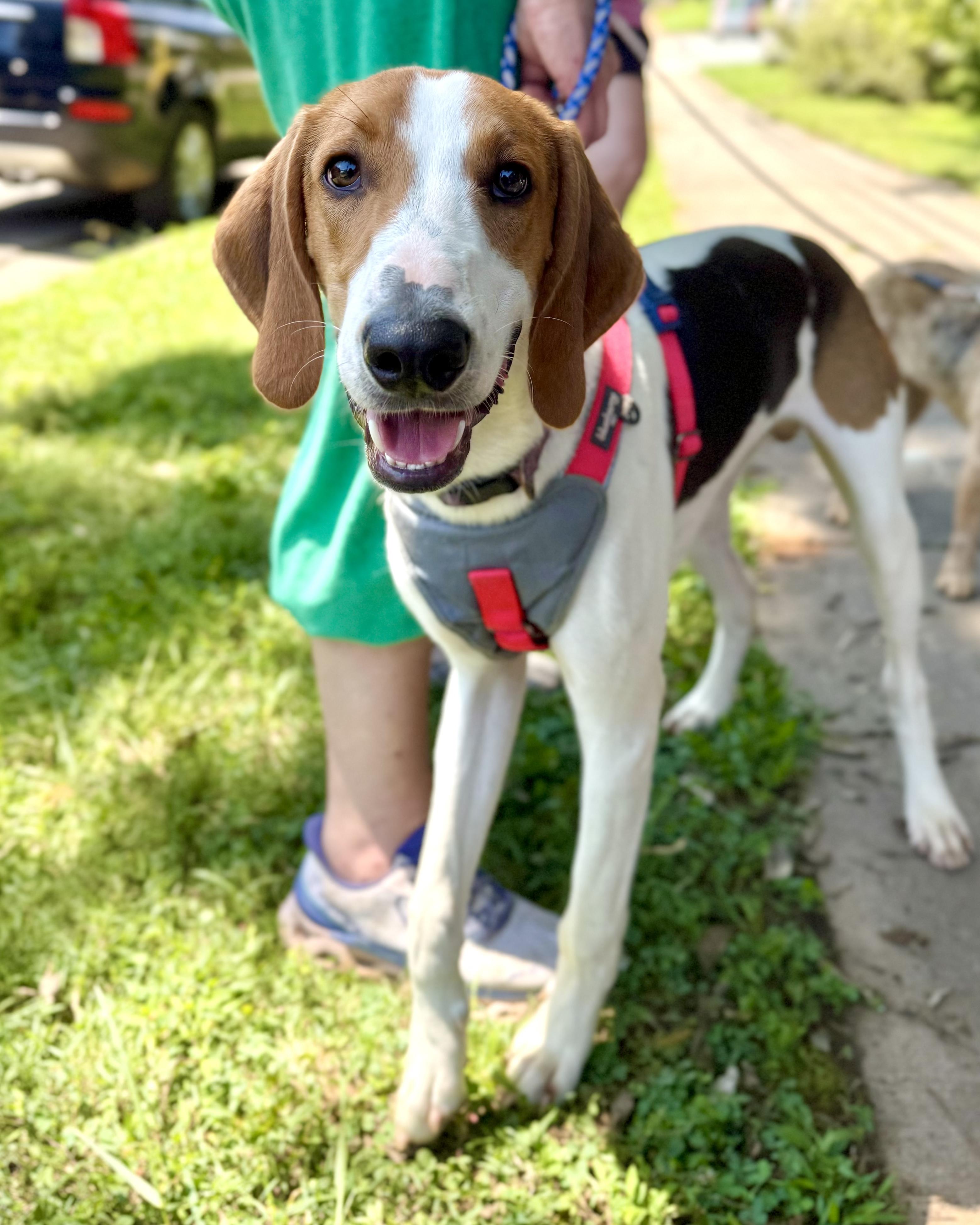 Moonracer, an adoptable Foxhound in Pittsboro, NC, 27312 | Photo Image 3
