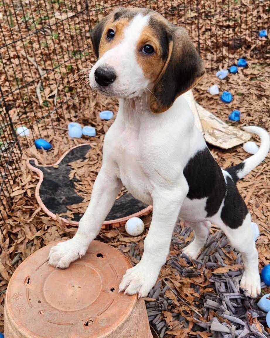 Moonracer, an adoptable Foxhound in Pittsboro, NC, 27312 | Photo Image 2