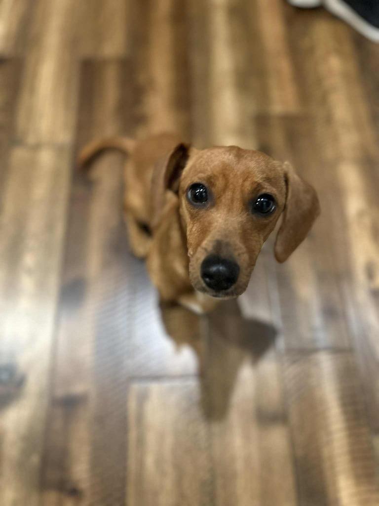 Luna, Adopted, Young Female Dachshund.