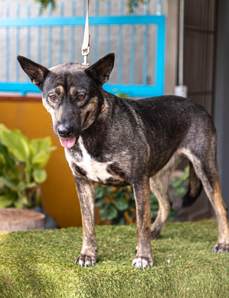 Lassie, Adoptable, Adult Female German Shepherd Dog & Dutch Shepherd.