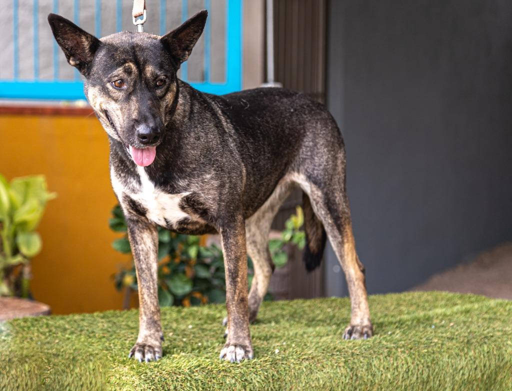 Lassie, Adoptable, Adult Female German Shepherd Dog & Dutch Shepherd.