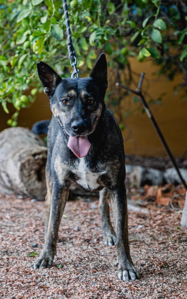 Enlarge Lassie, a Adoptable mixed breed in Anacortes, WA image 5/6