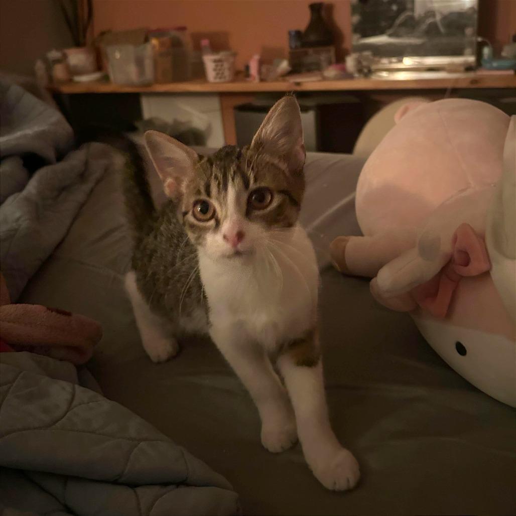 Whiskers, Adoptable, Kitten Female Domestic Short Hair.