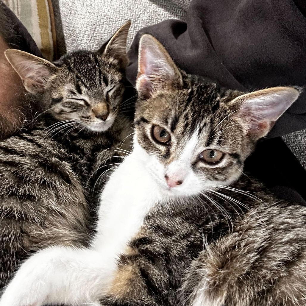 Enlarge Whiskers, a Adoptable Domestic Short Hair in Evansville, IN image 2/5