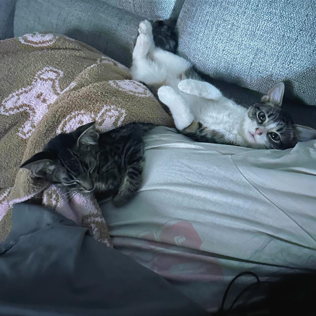 Enlarge Whiskers, a Adoptable Domestic Short Hair in Evansville, IN image 5/5