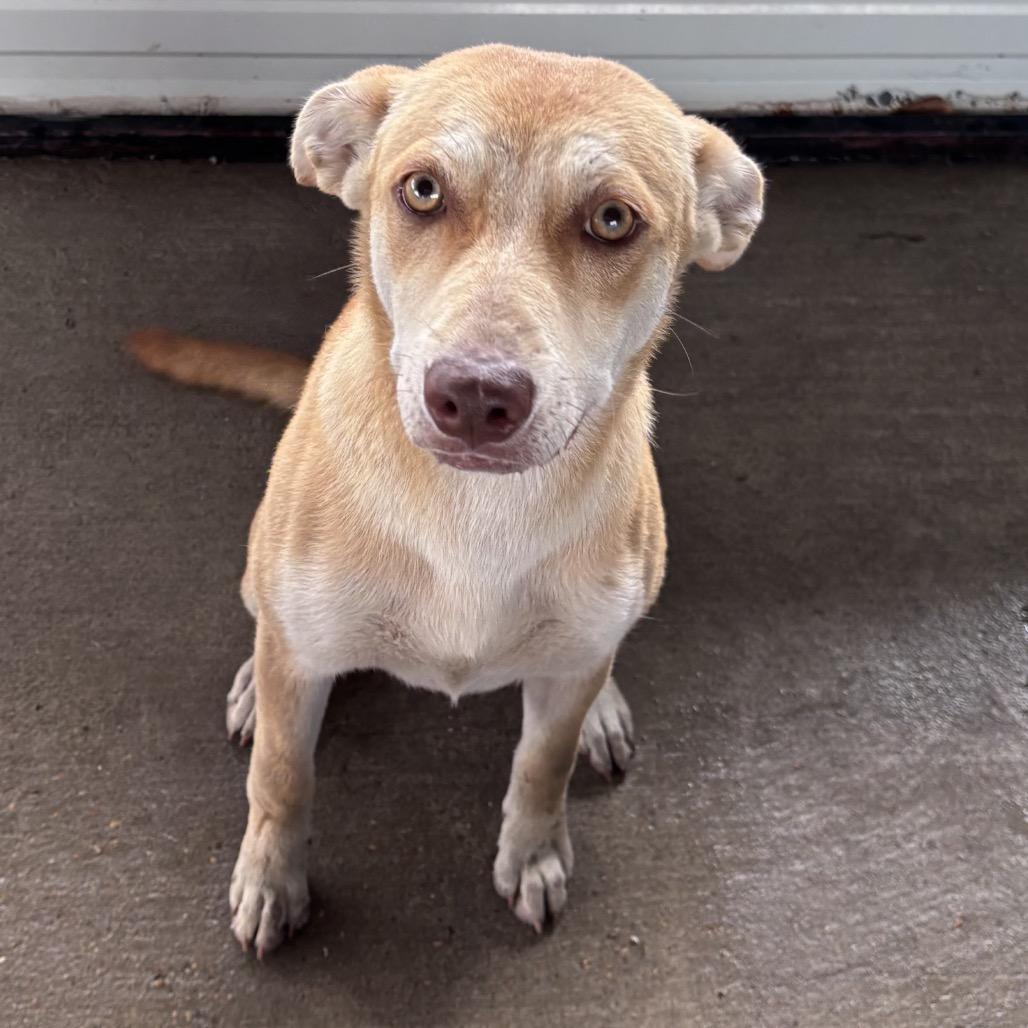 Riley, Adoptable, Young Female Carolina Dog & Mixed Breed.