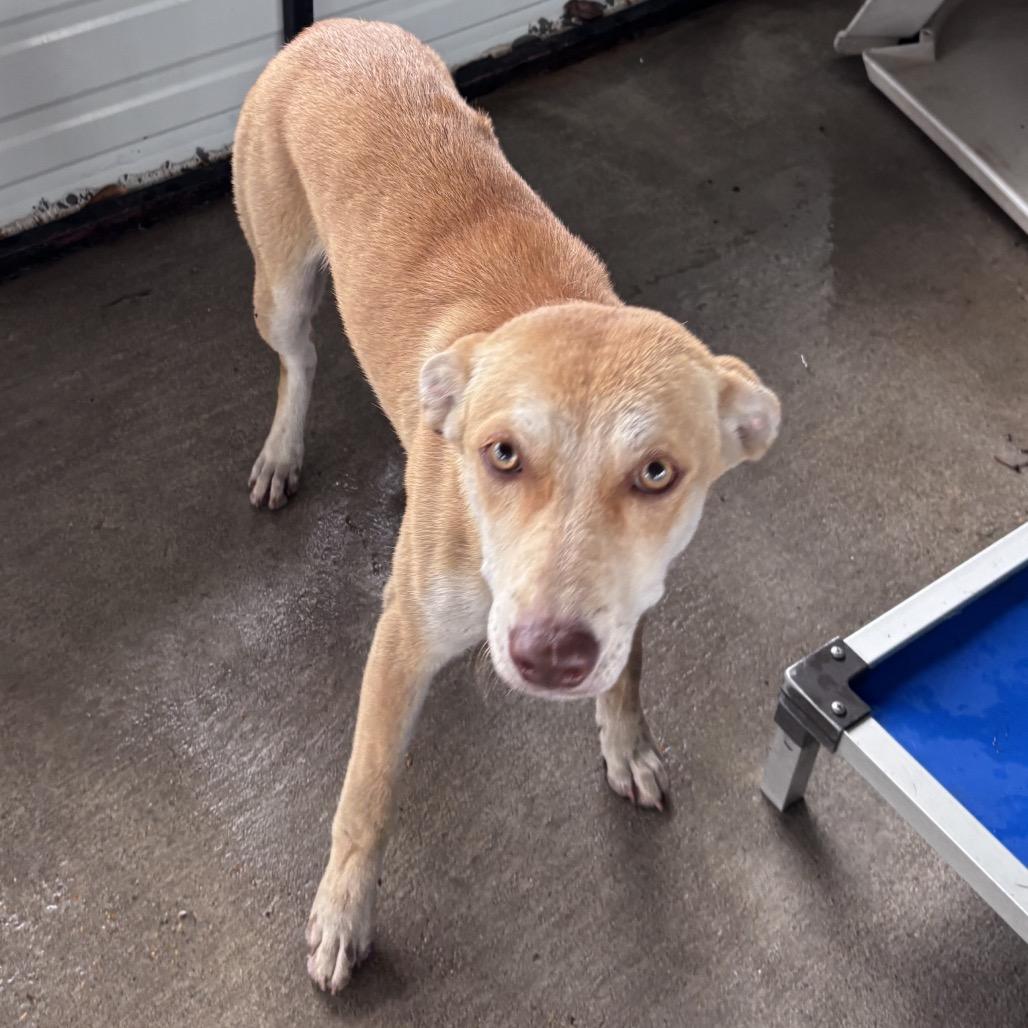 Enlarge Riley, a Adoptable mixed breed in Floresville, TX image 2/2